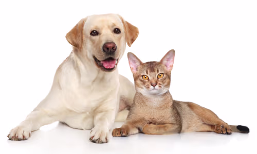 Aging pet health monitoring